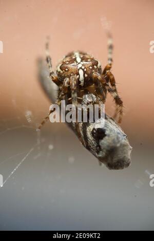 Europäische Gartenspinne, die eine Fliege in ihr Netz einwickelt, Makroaufnahme aus nächster Nähe. Eine Spinne, die eine Fliege in ein Seidengewebe wickelt. Araneus diadematus. Gekrönter Reichsapfel-Weber. Stockfoto