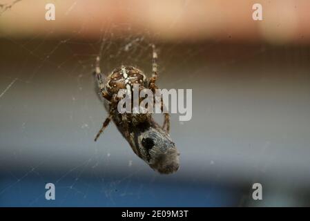 Europäische Gartenspinne, die eine Fliege in ihr Netz einwickelt, Makroaufnahme aus nächster Nähe. Eine Spinne, die eine Fliege in ein Seidengewebe wickelt. Araneus diadematus. Gekrönter Reichsapfel-Weber. Stockfoto