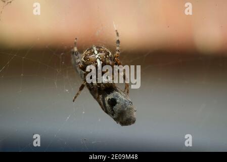 Europäische Gartenspinne, die eine Fliege in ihr Netz einwickelt, Makroaufnahme aus nächster Nähe. Eine Spinne, die eine Fliege in ein Seidengewebe wickelt. Araneus diadematus. Gekrönter Reichsapfel-Weber. Stockfoto