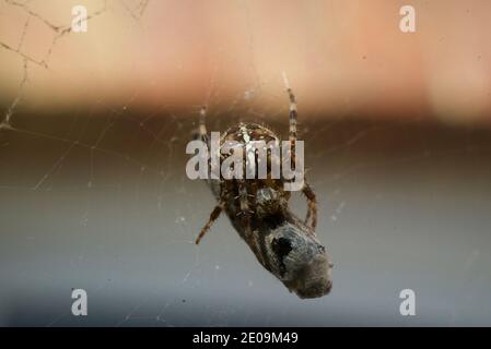 Europäische Gartenspinne, die eine Fliege in ihr Netz einwickelt, Makroaufnahme aus nächster Nähe. Eine Spinne, die eine Fliege in ein Seidengewebe wickelt. Araneus diadematus. Gekrönter Reichsapfel-Weber. Stockfoto