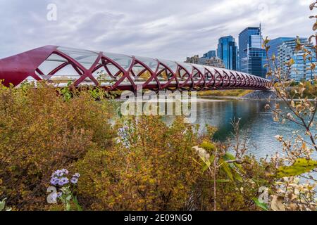 Prince's Island Park Friedensbrücke. Herbstlandschaft im Stadtzentrum von Calgary Bow River, Alberta, Kanada. Stockfoto