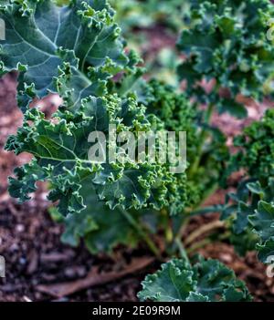 Eine gesunde und organische Curley Kale Pflanze Stockfoto