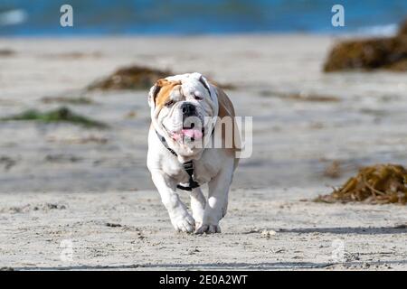 Braune und weiße Bulldogge läuft im Sand am Strand Stockfoto