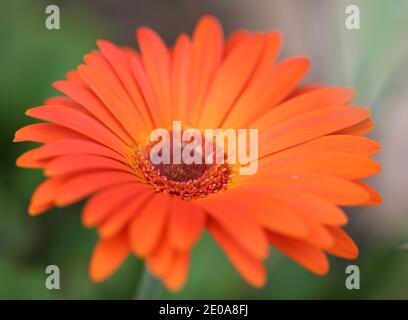 Leuchtend Orange Blume Aus Nächster Nähe Stockfoto