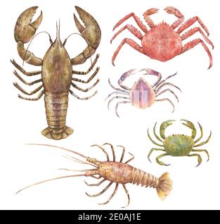 Aquarell bemaltes Set mit Meereshummer, Krebsen und Krebsen. Stockfoto