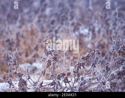 Europäischer Goldfink (Carduelis carduelis) ruht auf einem gefrorenen Zweig im Winter nebligen Morgen. Selektiver Fokus Stockfoto
