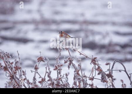 Europäischer Goldfink (Carduelis carduelis) ruht auf einem gefrorenen Zweig im Winter nebligen Morgen. Selektiver Fokus Stockfoto