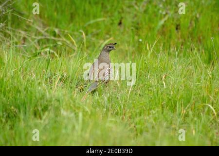 Ein California Quail auf einem grasbewachsenen Pfad in San Francisco Bay Area Park Stockfoto