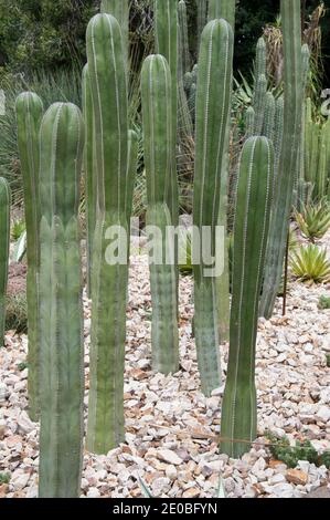 Arid Garden, Royal Botanic Gardens, Melbourne, Dezember 2020 Stockfoto