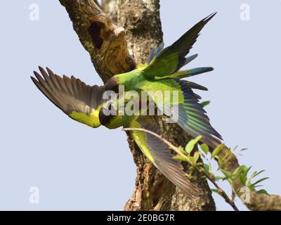 Zwei kämpfende nanday Sittich (Aratinga nenday), auch bekannt als der schwarz-Kapuzensittich oder nanday conure, gesehen in einem Park in Buenos Aires, Argentinien Stockfoto