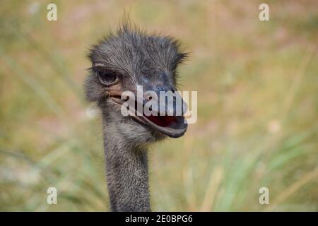 Porträt eines lustig aussehenden Straußes (Struthio camelus) Stockfoto
