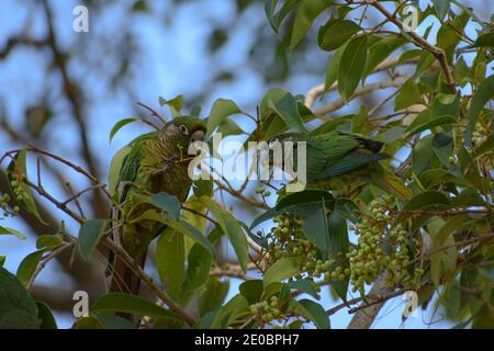Kastanienbauchiger Sittich (Pyrrhura frontalis), auch rötlich bauchiger Sittich, kastanienbauchige Schnauze, rötlich bauchige Schnauze oder braunohrige Schnauze, Futtermittel Stockfoto