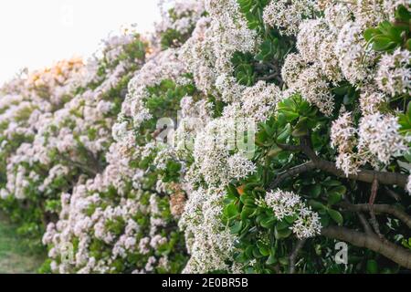 Jadepflanze in Blüte. Nahaufnahme von schönen sternförmigen weißen und rosa kleinen Blüten einer immergrünen Jade Pflanze Stockfoto