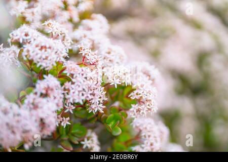 Floraler Hintergrund, schöne Jadepflanzen in Blüte im Garten mit weichem Bokeh auf Hintergrund Stockfoto