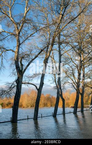 Bäume am Rande des Cricket-Platzes, der am heiligabend 2020 vom Fluss windrush überschwemmt wurde. Swinbrook, Gloucestershire, England Stockfoto