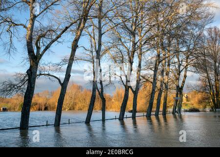 Bäume am Rande des Cricket-Platzes, der am heiligabend 2020 vom Fluss windrush überschwemmt wurde. Swinbrook, Gloucestershire, England Stockfoto