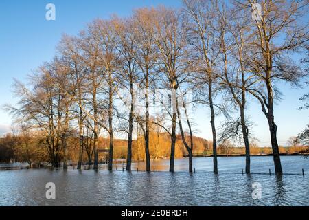 Bäume am Rande des Cricket-Platzes, der am heiligabend 2020 vom Fluss windrush überschwemmt wurde. Swinbrook, Gloucestershire, England Stockfoto