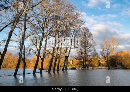 Bäume am Rande des Cricket-Platzes, der am heiligabend 2020 vom Fluss windrush überschwemmt wurde. Swinbrook, Gloucestershire, England Stockfoto