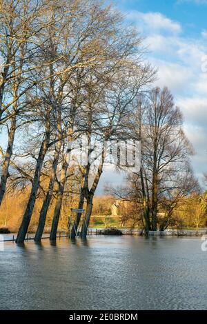 Bäume am Rande des Cricket-Platzes, der am heiligabend 2020 vom Fluss windrush überschwemmt wurde. Swinbrook, Gloucestershire, England Stockfoto