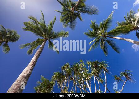 Kokospalmen, Palau Pacific Resort, Insel Ngerekebesang, auch Arakabean Insel, Koror, Palau, Mikronesien, Ozeanien Stockfoto