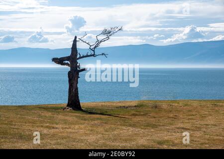 Ein einsamer Baum von bizarrer Form vor dem Hintergrund des Himmels und des Sees. Relikt trockene Lärche am Ufer des Baikalsees, Russland. Stockfoto