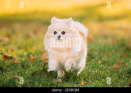 Erwachsene Weißen Pommerschen Spitz Hund Läuft Im Freien Im Herbst Gras Stockfoto