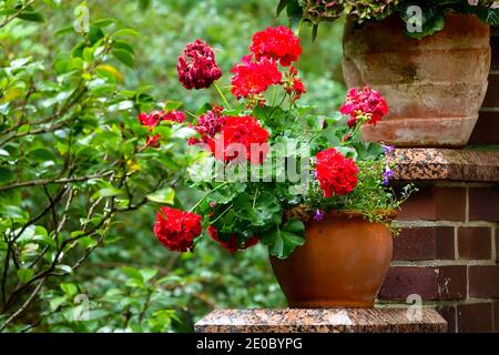 Rote Geranie im Topfgarten Pelargoniumtopf Stockfoto