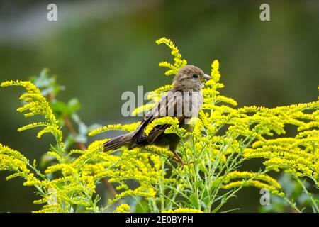 Ein weiblicher Haussperling (Passer domesticus), der auf Goldenrods barst Stockfoto
