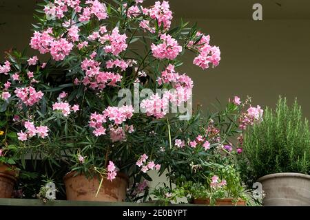 Balkonpflanzen, rosa Oleander und Kräuter in Töpfen Stockfoto