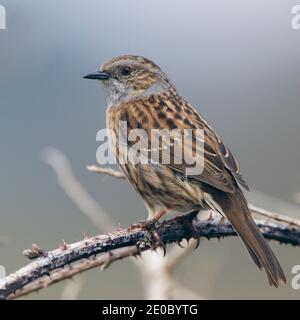 Dunnock (Prunella modularis), Cornwall, England, Großbritannien. Stockfoto