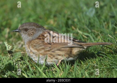 Dunnock (Prunella modularis) im Gras, Cornwall, England, Großbritannien. Stockfoto