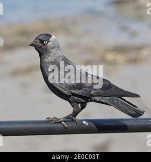 WESTERN Jackdaw (Coloeus monedula) (Eurasische Jackdaw), auf einem Geländer thront, Cornwall, England, Großbritannien. Stockfoto