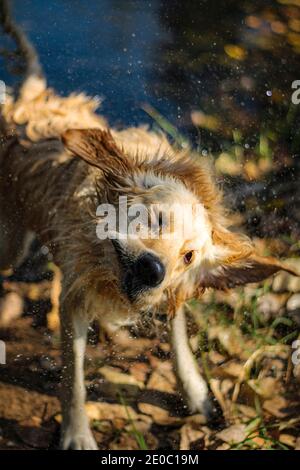 Nahaufnahme eines schönen nassen goldenen Retriever trocknen Selbst Stockfoto