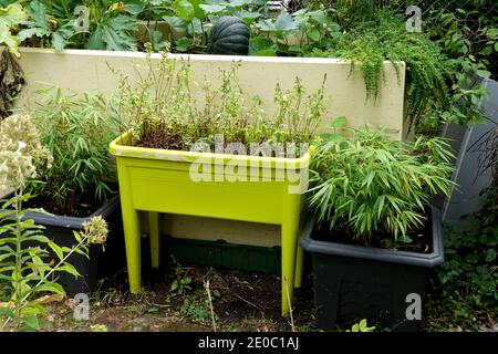 Vorort Garten Kräuter in Container Kräuter Garten Kräuter Garten Kräuter Garten Töpfe Töpfe Kräuter im Spätsommer Kleingarten Kräuter Permakultur Stockfoto