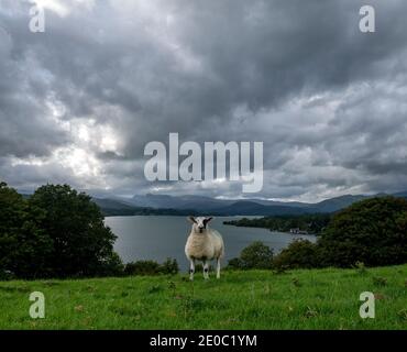 Regenwolken hängen über dem Lake Windermere im englischen Lake District, während sich ein schwarz-weiß gesichtees Schaf auf den Regen im Juli 2018 vorbereitet. Stockfoto