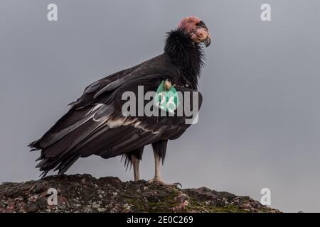 Ein kalifornischer Kondor (Gymnogrips californianus) aus dem Pinnacles National Park in CA, Kondore sind fast ausgestorben, aber jetzt erholen sich langsam. Stockfoto