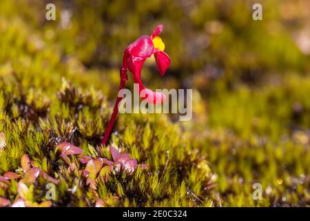 Einzelblüte des tuberösen Bladderwurts Utricularia menziesii im Stirling Range Nationalpark nördlich von Albany in Western Australia Stockfoto