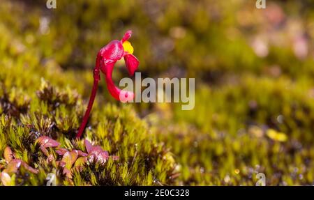 Einzelblüte des tuberösen Bladderwurts Utricularia menziesii im Stirling Range Nationalpark nördlich von Albany in Western Australia Stockfoto