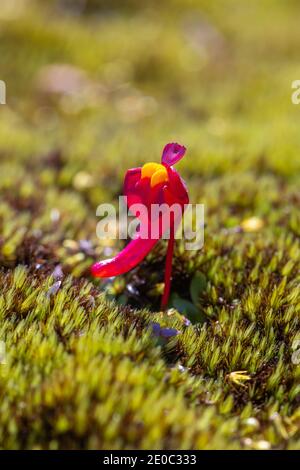 Einzelblüte des tuberösen Bladderwurts Utricularia menziesii im Stirling Range Nationalpark nördlich von Albany in Western Australia Stockfoto