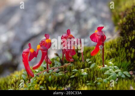 Die schönen roten Blüten der endemischen Utricularia menziesii in Der Stirling Range Nationalpark nördlich von Albany in Western Australia Stockfoto