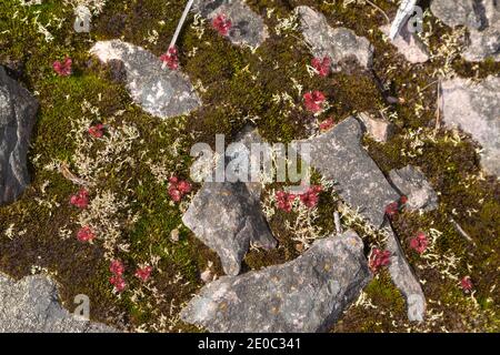 Drosera monticola, ein endmischer Sonnentau in der Stirling Range, nördlich von Albany in Westaustralien Stockfoto