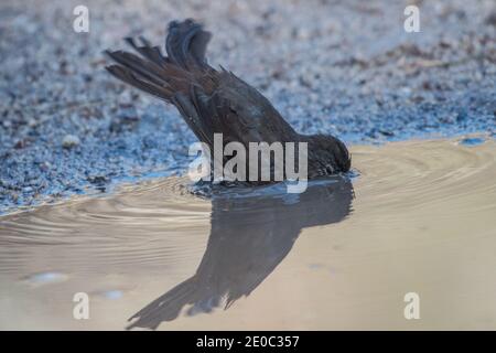 Ein Fuchssperling (Passerella iliaca), der in einer Pfütze baden und ein natürliches Vogelbad im Pinnacles National Park in Kalifornien bildet. Stockfoto