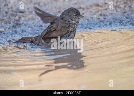 Ein Fuchssperling (Passerella iliaca), der in einer Pfütze baden und ein natürliches Vogelbad im Pinnacles National Park in Kalifornien bildet. Stockfoto