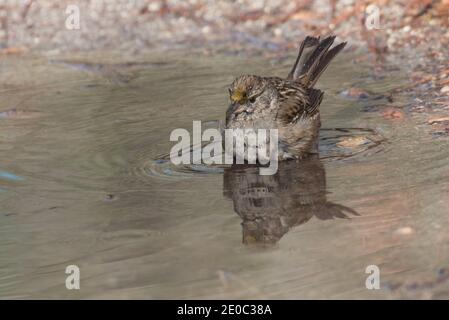 Golden Crowned Sparrow (Zonotrichia atricapilla) unter Ausnutzung von Pfützen aus Regen, um sich im Pinnacles National Park zu baden. Stockfoto