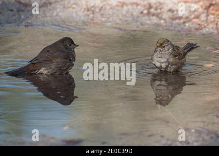 Goldkronenspatzen (Zonotrichia atricapilla) und ein Fuchsspatzen (Passerella iliaca) teilen sich ein natürliches Vogelbad im Nationalpark Pinnacles. Stockfoto