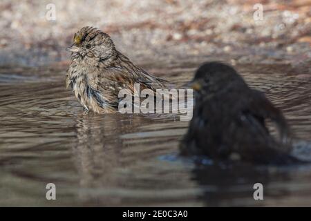 Goldkronenspatzen (Zonotrichia atricapilla) und ein Fuchsspatzen (Passerella iliaca) teilen sich ein natürliches Vogelbad im Nationalpark Pinnacles. Stockfoto