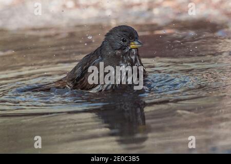 Ein Fuchssperling (Passerella iliaca), der in einer Pfütze baden und ein natürliches Vogelbad im Pinnacles National Park in Kalifornien bildet. Stockfoto