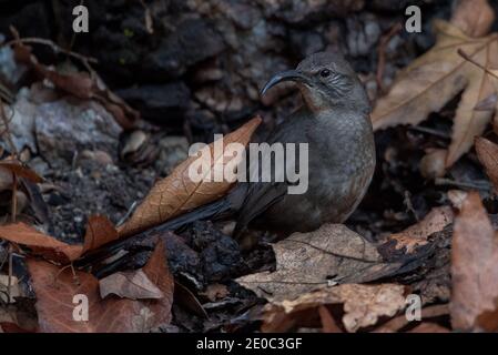 Ein California thrasher (Toxostoma redivivum) aus dem Pinnacles National Park in CA, er sucht durch den Blattstreu nach kleinen Beutegegenständen. Stockfoto