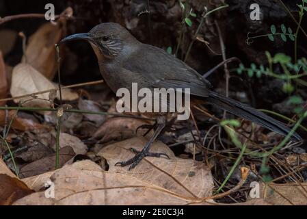 Ein California thrasher (Toxostoma redivivum) aus dem Pinnacles National Park in CA, er sucht durch den Blattstreu nach kleinen Beutegegenständen. Stockfoto