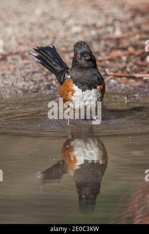Ein Geflecktes Towhee (Pipilo maculatus), das ein Vogelbad in einer Pfütze des Regenwassers im Pinnacles National Park in Kalifornien nimmt. Stockfoto
